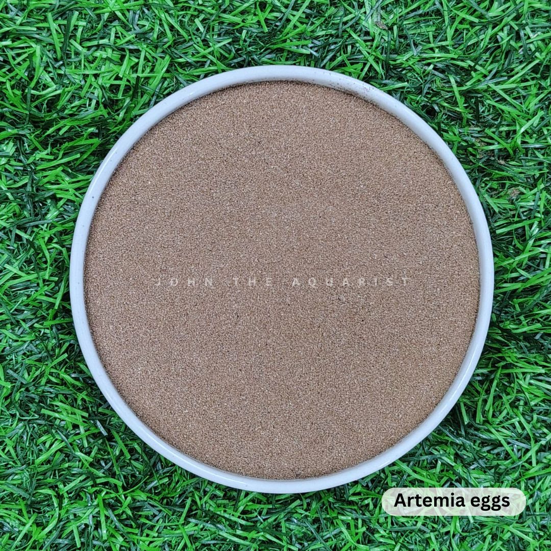 INDIAN ARTEMIA BRINE SHRIMP EGGS - 100 Gms