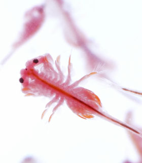 Brine shrimp